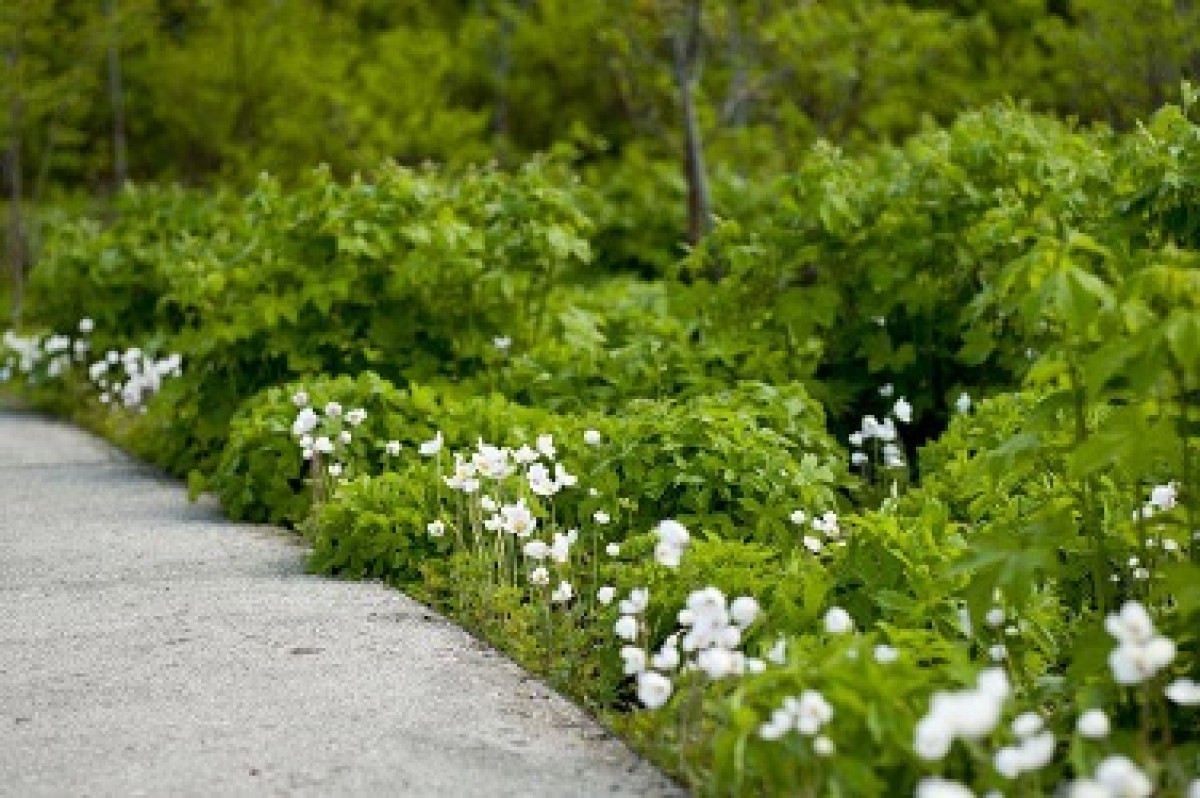 千年之森　守護北海道的綠