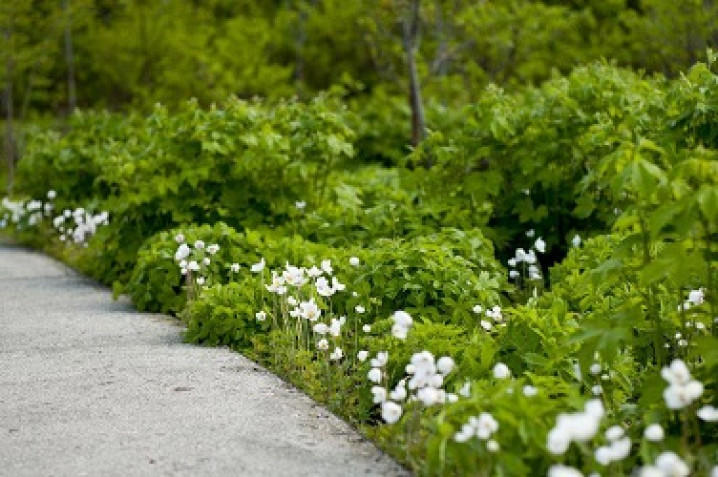千年之森　守護北海道的綠