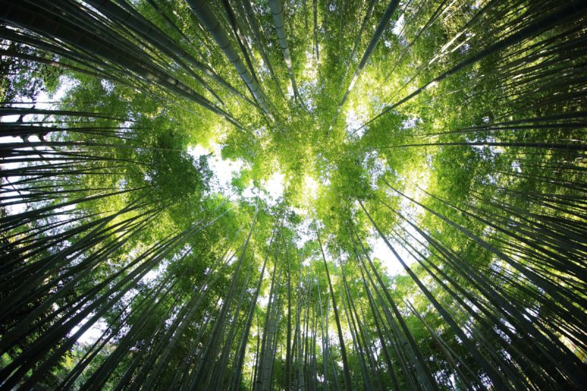 減緩氣候變遷 森林碳匯抵減全國溫室氣體排放量7.25%