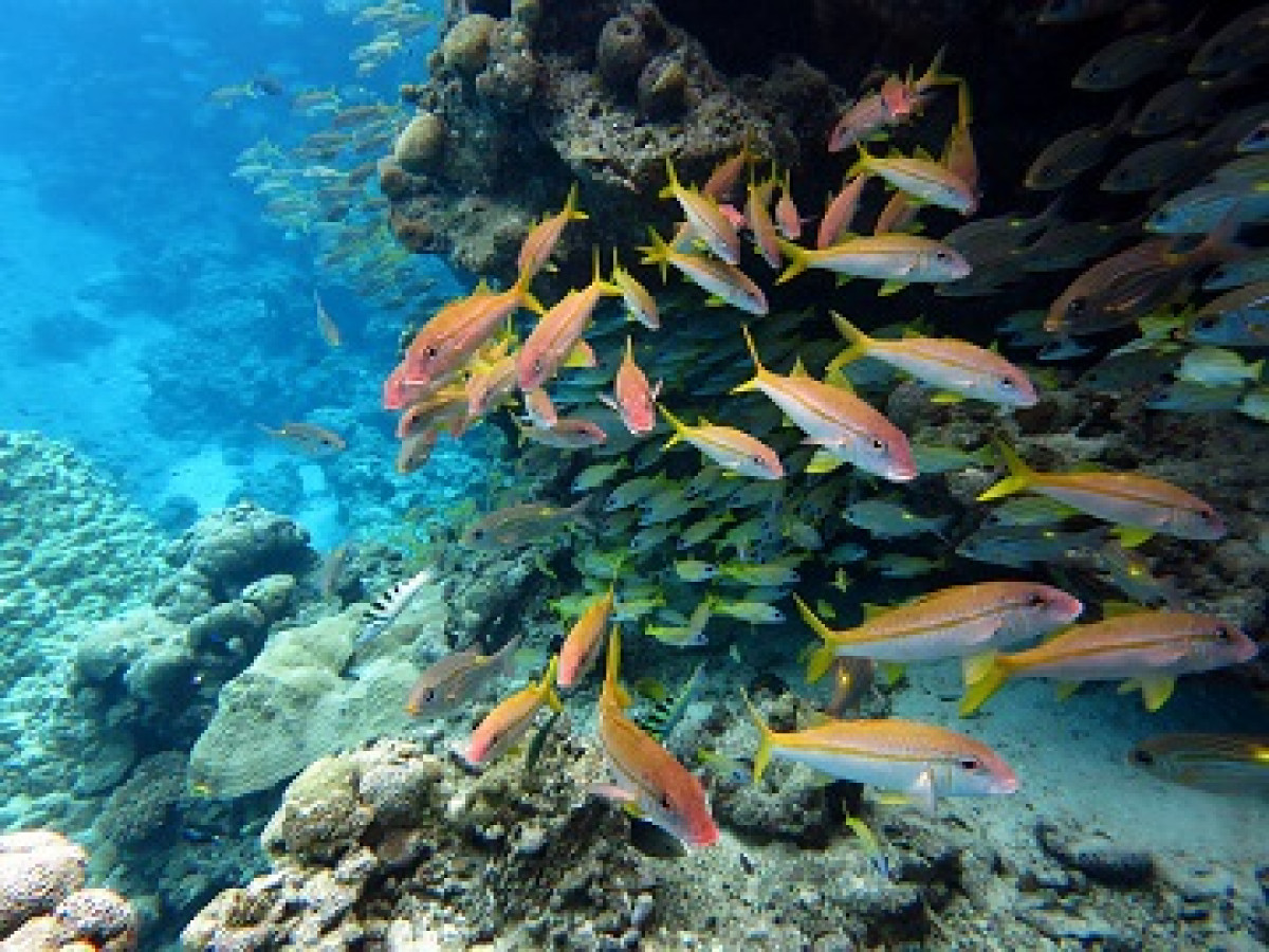 海洋塑膠其實很「香」 研究：對魚來說就像聞到美食