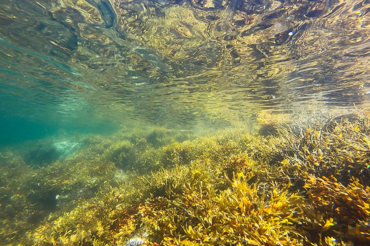 海藻包裝可食用 不佔土地更環保