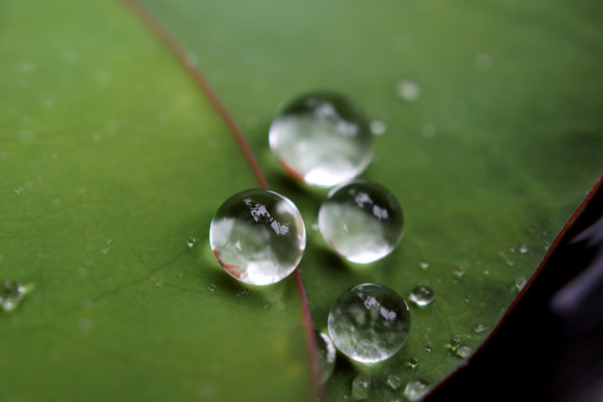 模仿蓮花葉 新型太陽能板清潔維護低成本