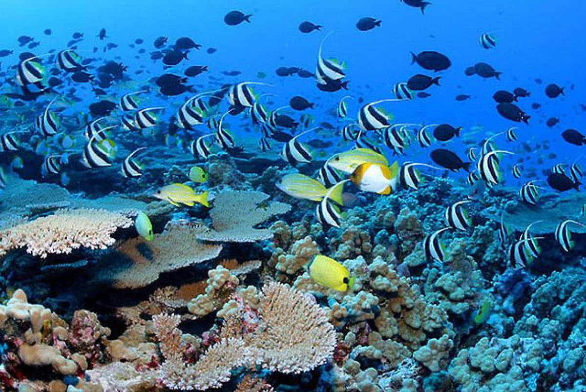 聯合國生物多樣性大會增加預算 以推動相關保育措施