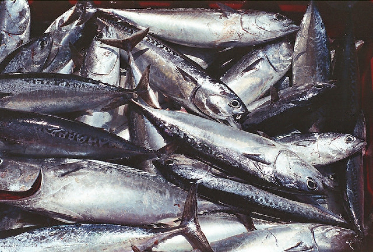 責任漁業指標RFI促進海洋永續