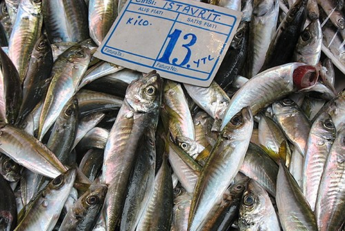 漁獲量最新研究： 過度捕撈導致全球「每年少一個漁場」