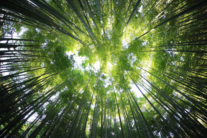 2022世界森林狀況報告：唯有健康的星球 才有健康的經濟
