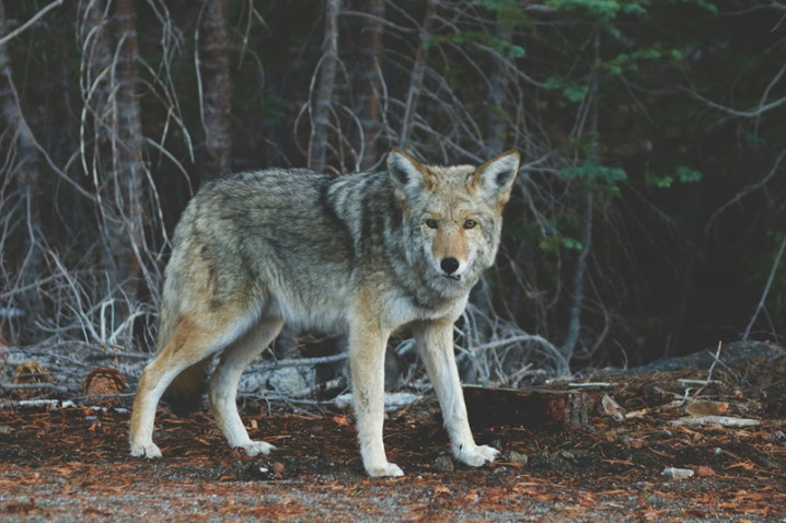 EU court finds Spanish region unlawful in allowing wolf hunting