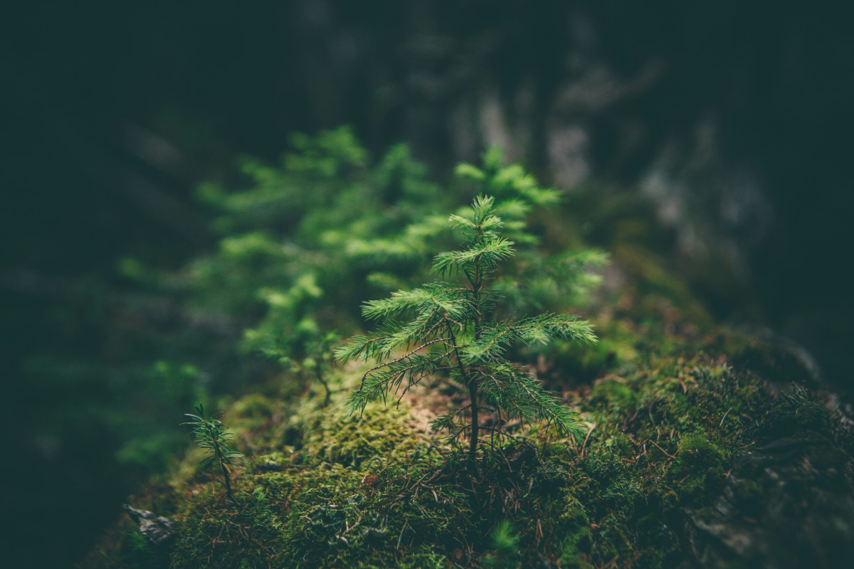 IUCN綠色名錄新增六大典範！看國際保育如何創造綠領就業機會