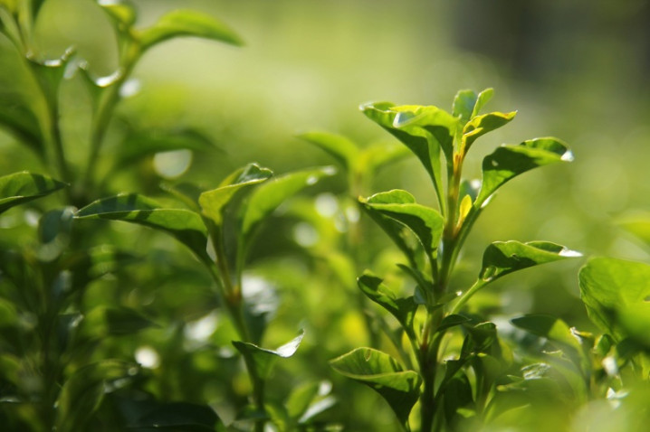 從一戶茶農到57公頃有機茶園，慈心如何讓坪林茶鄉成為水源保育基地？