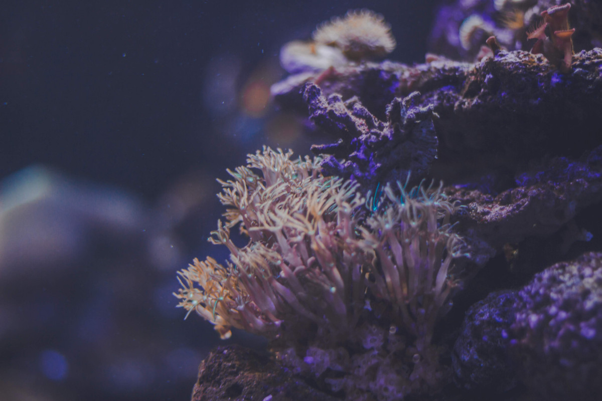 IUCN示警：氣候變遷已成為自然襲產的頭號威脅