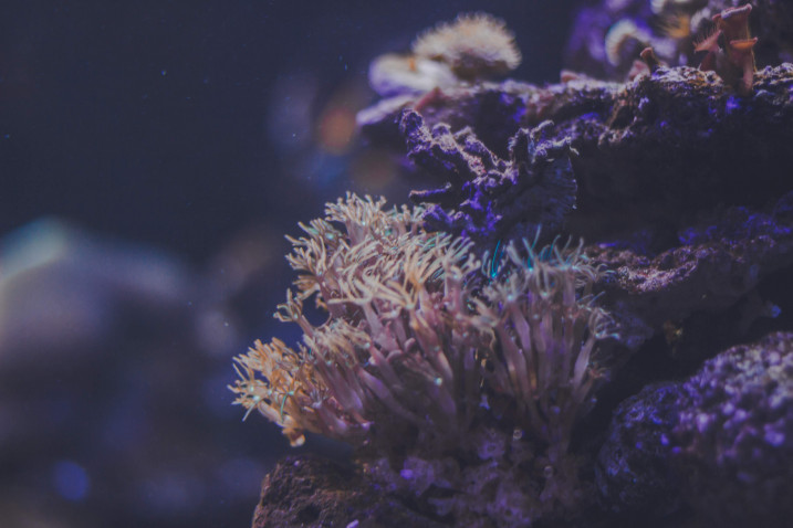 IUCN示警：氣候變遷已成為自然襲產的頭號威脅