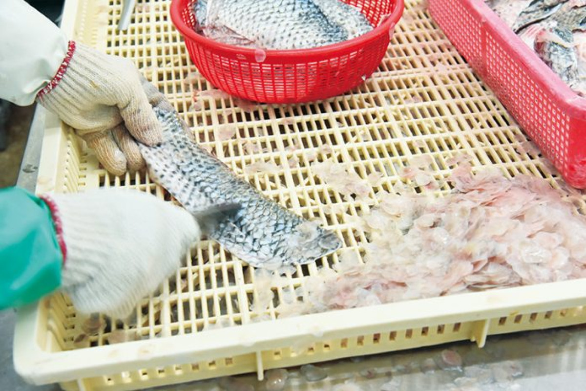 水產廢棄物有解方！ 生醫、保健、料理多方用途 創造循環經濟學