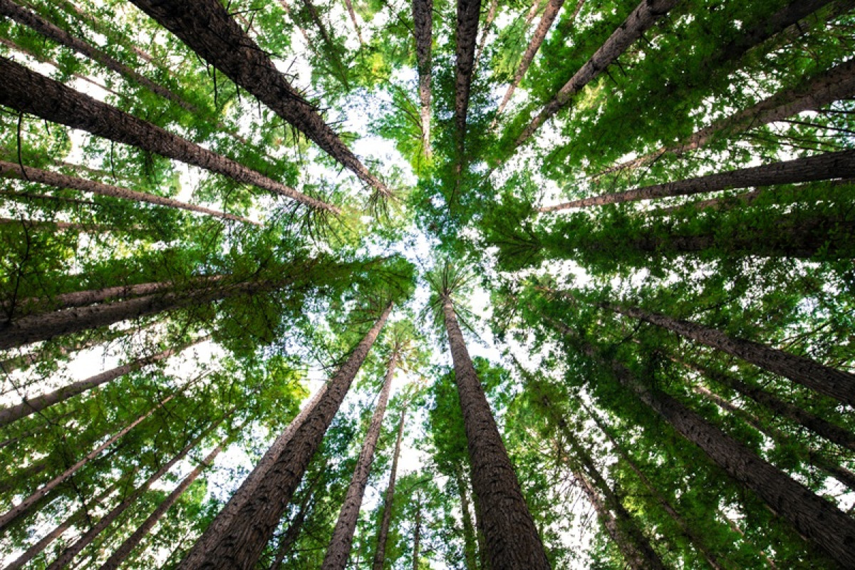 森林除了綠以外：從臺大實驗林看見「生物多樣性信用」如何讓自然重新活起來