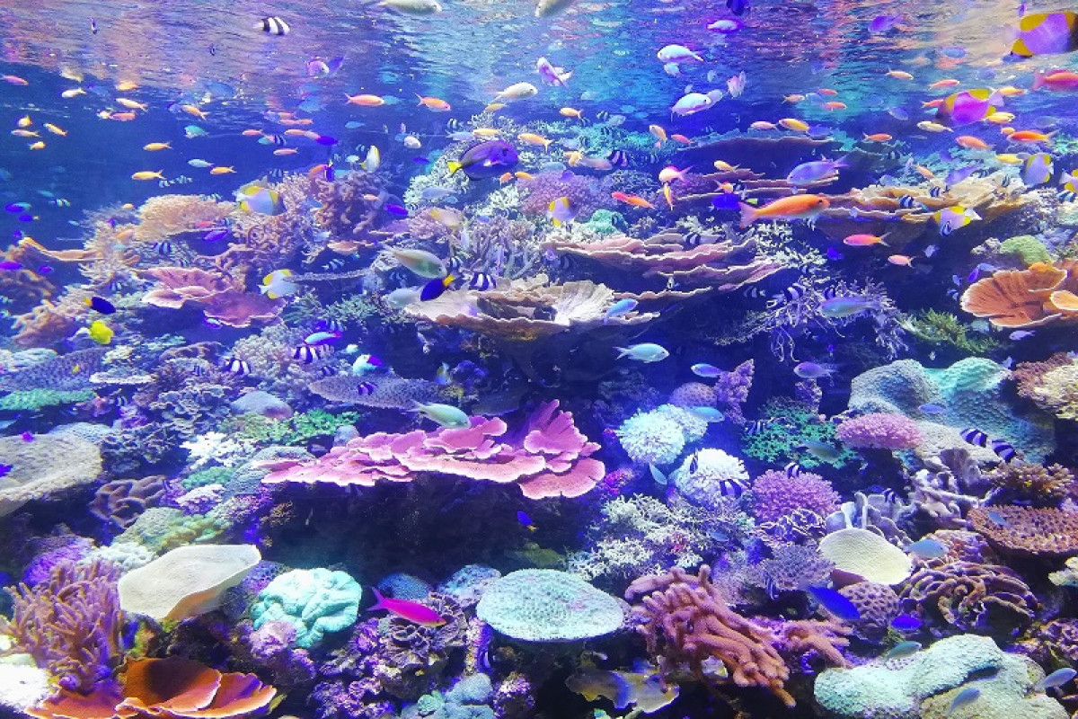地球暖化殺死大堡礁　影響世界5億人口